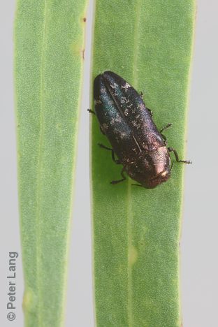 Diphucrania sp. cf. tasmanica, PL1662, female, on Acacia uncifolia, KI
